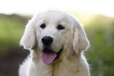 blocky english cream golden retriever