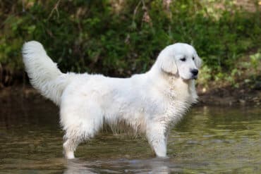 white golden retriever playing in water