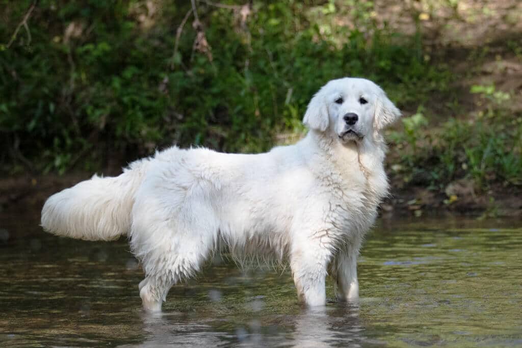 white golden retriever in a creek