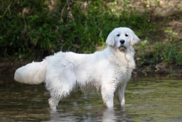 white golden retriever in a creek