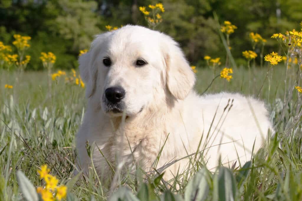 white golden retriever sitting in flowers