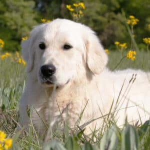 white golden retriever sitting in flowers