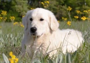 white golden retriever sitting in flowers
