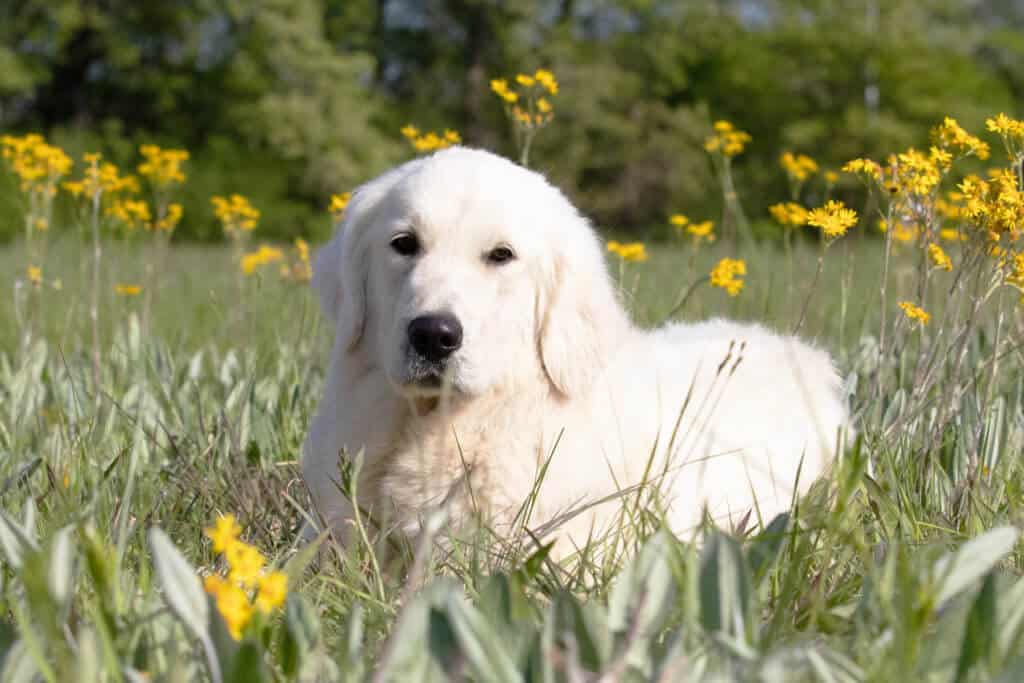 white golden retriever in yellow flowers