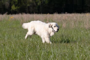 white golden retriever with long coat