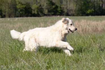 white golden retriever running through grass