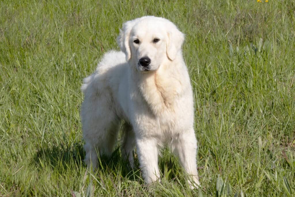 white golden retriever standing in the field