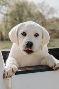 cute white puppy in a truck
