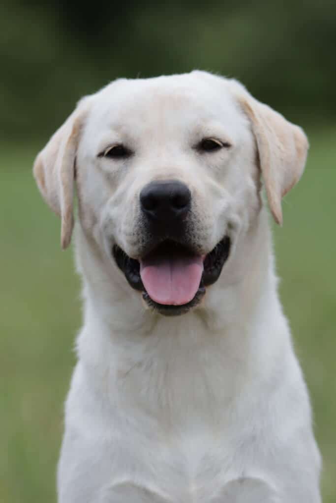 Lab smiling at the camera