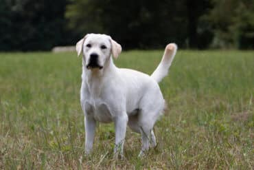 Champion english lab looking at the camera