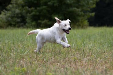 Lab jumping