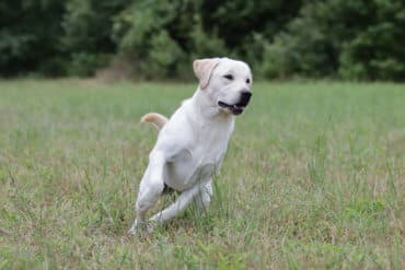 English Labrador running in a circle