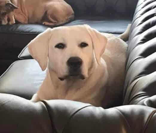 Image of a full grown white labrador laying on the couch.