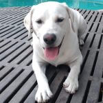 Image of a white labrador male named Chase