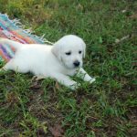 white lab puppy laying in the grass