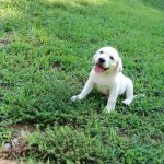 smiling cute white puppy