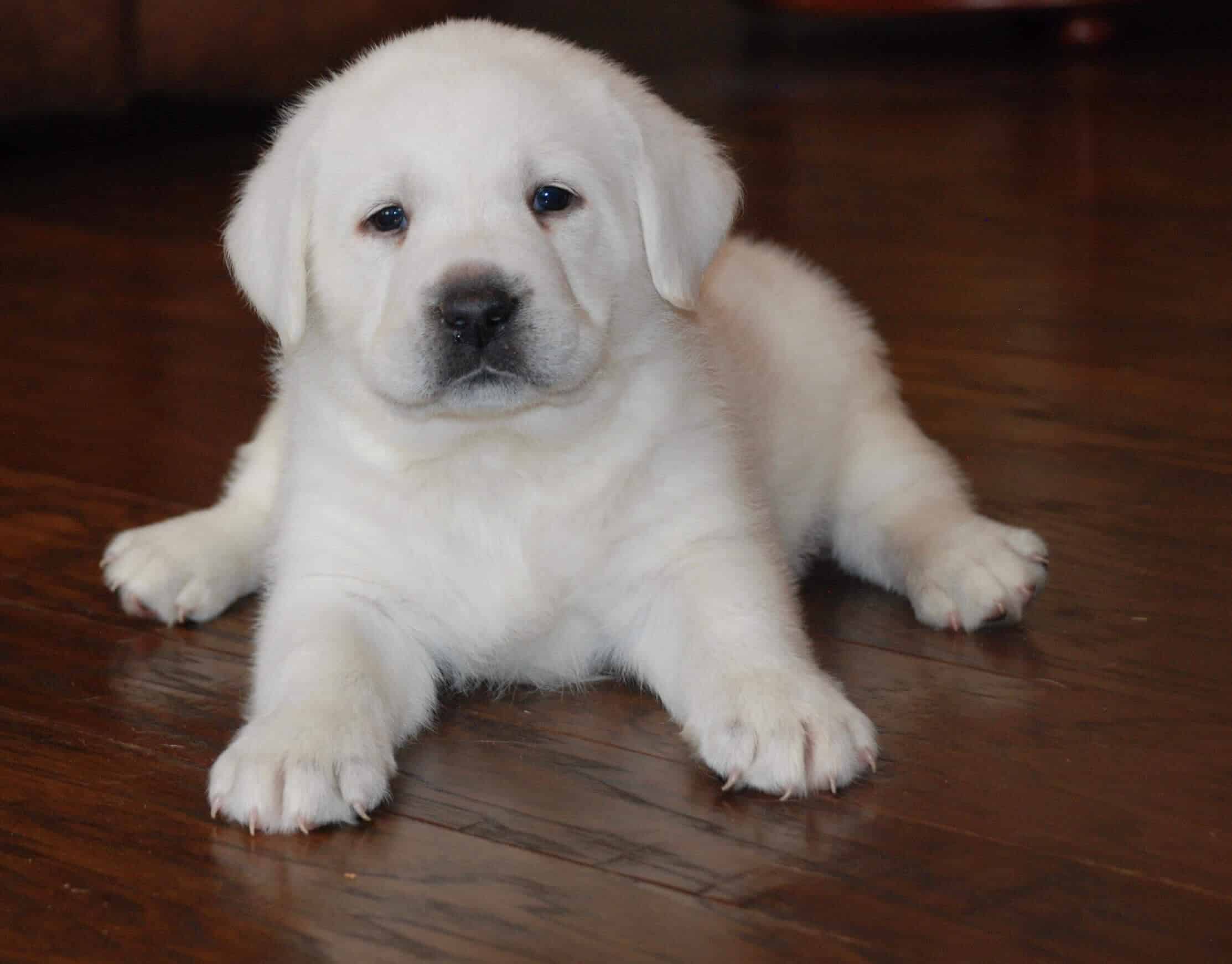 image of a cute and fat white english lab puppy