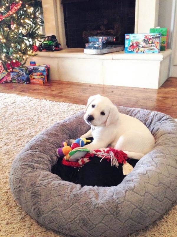 Image of a cute english white lab puppy laying in it's new dog bed