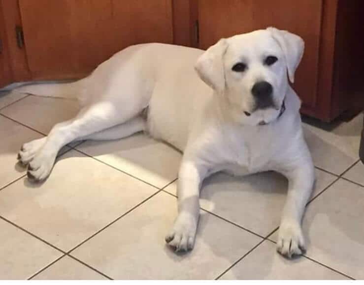 Image of a white lab laying on the kitchen floor