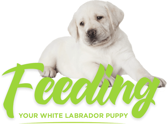 labrador puppy food guide