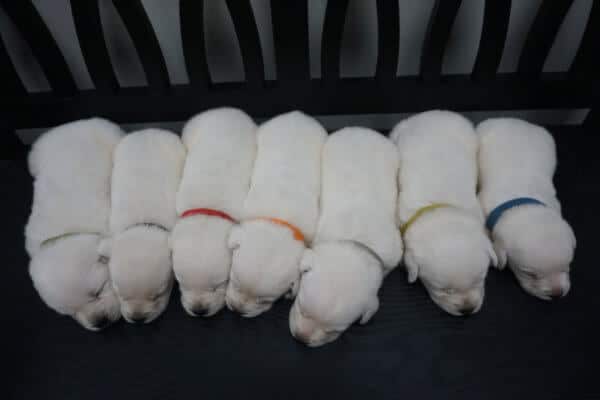 8 sleeping white puppies