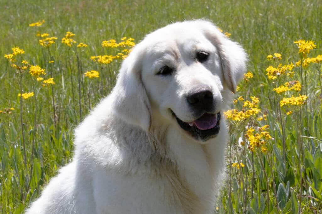 english cream golden retriever standing in flowers