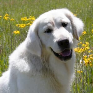 english cream golden retriever standing in flowers