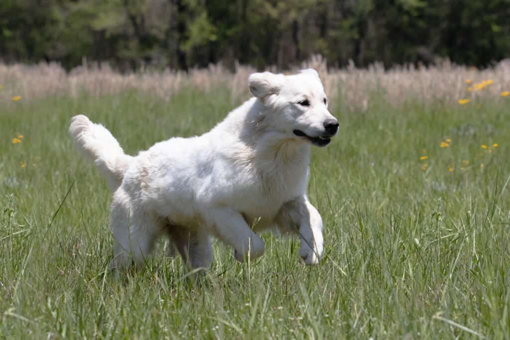 white golden retriever jumping in grass