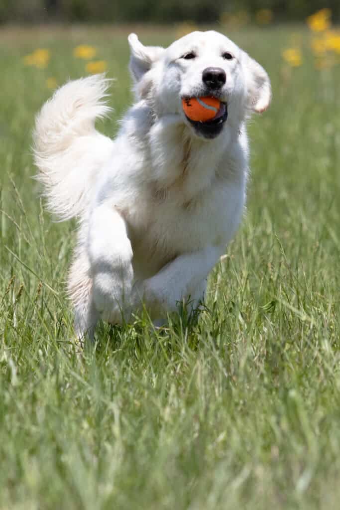 white golden retriever with ball in mouth