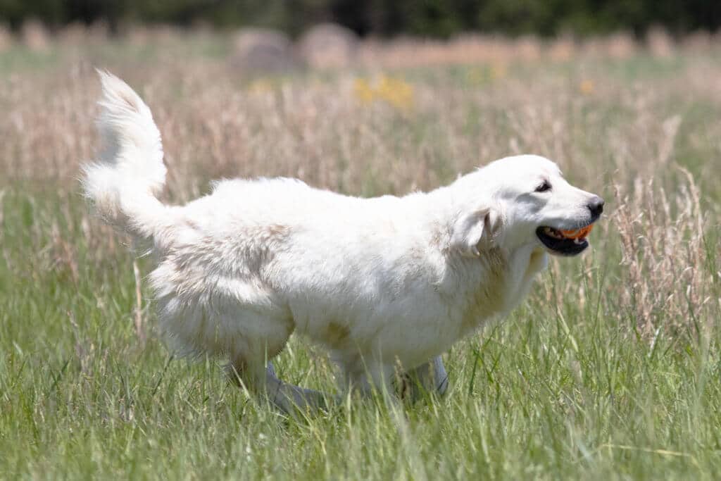 white golden retriever playing fetch
