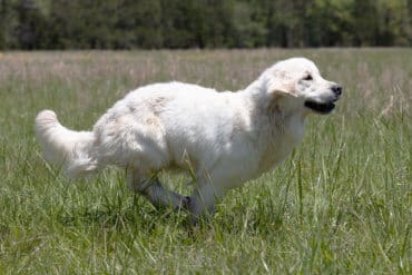 white golden retriever running in field