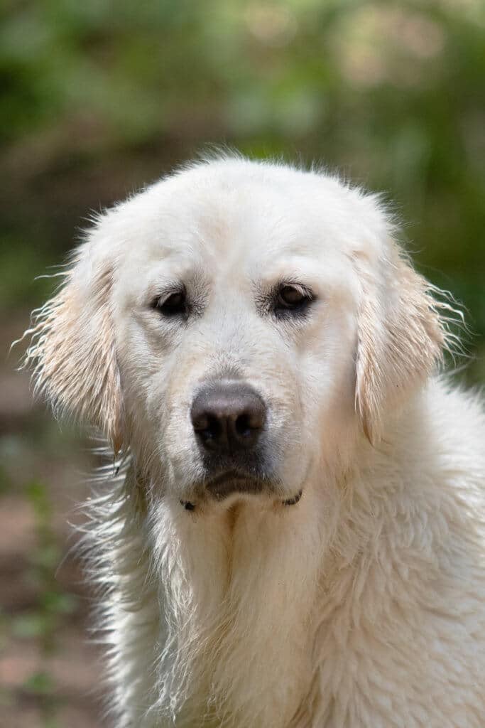 wet White golden retriever