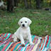 cute white lab sitting on a blanket outside