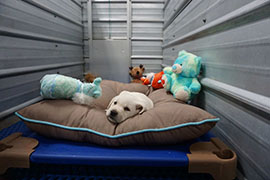 A white lab puppy laying in the ozark home bed