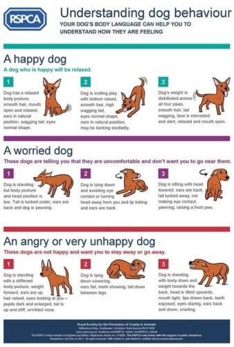 Body Language of Dogs infograph