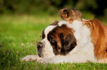 St. Bernard and Chihuahua