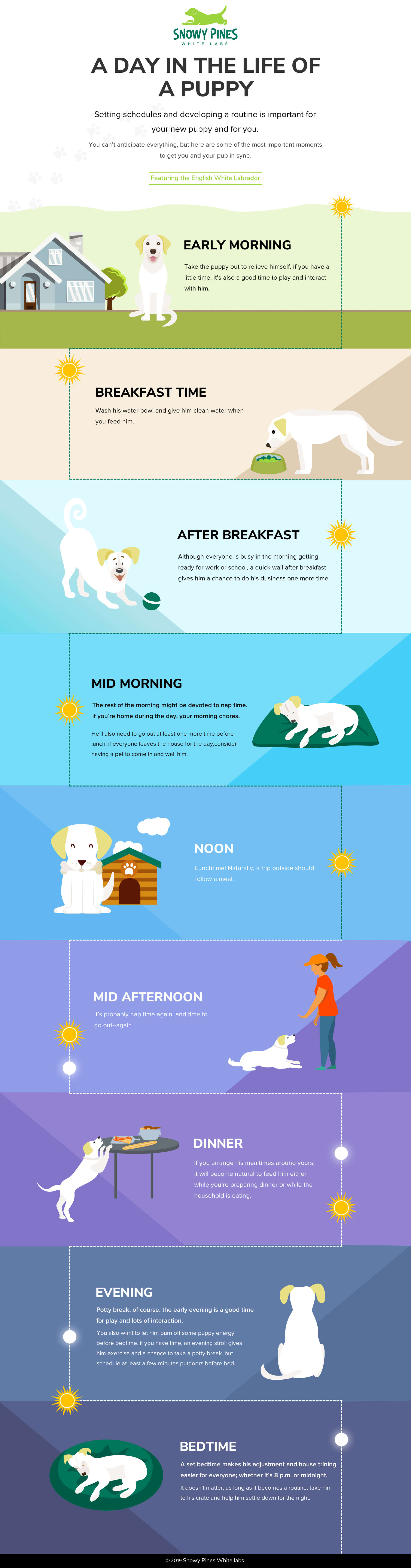 life of a puppy inforgraphic