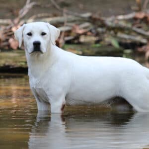 Crystal White Labrador Standing In Pond