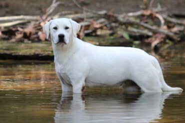 Crystal White Labrador Standing In Pond