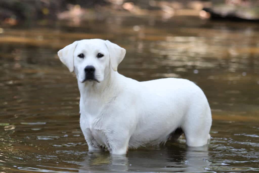 English white lab puppies