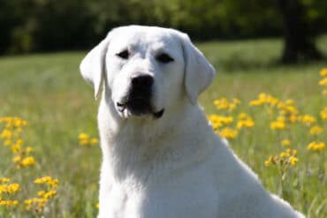 english labrador in flowers