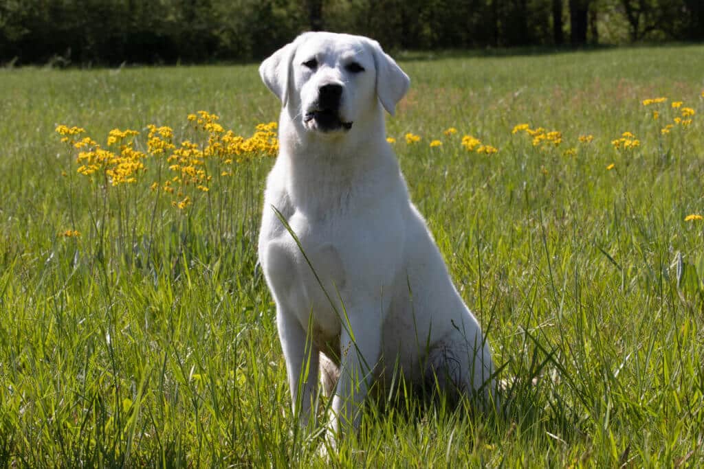 english lab sitting in grass