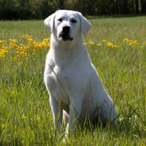 english lab sitting in grass