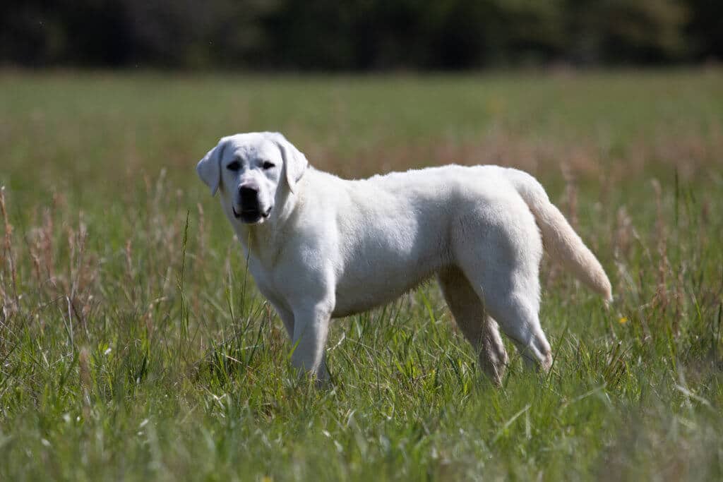 block headed lab in tall grass