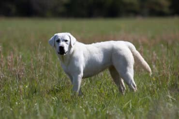 block headed lab in tall grass