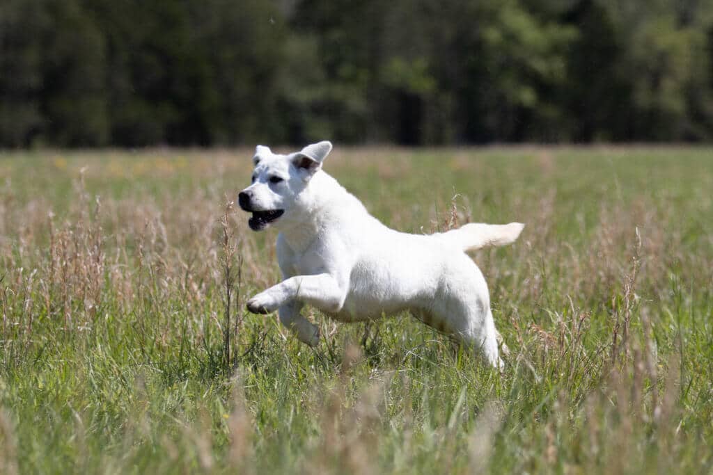 yellow lab running through field