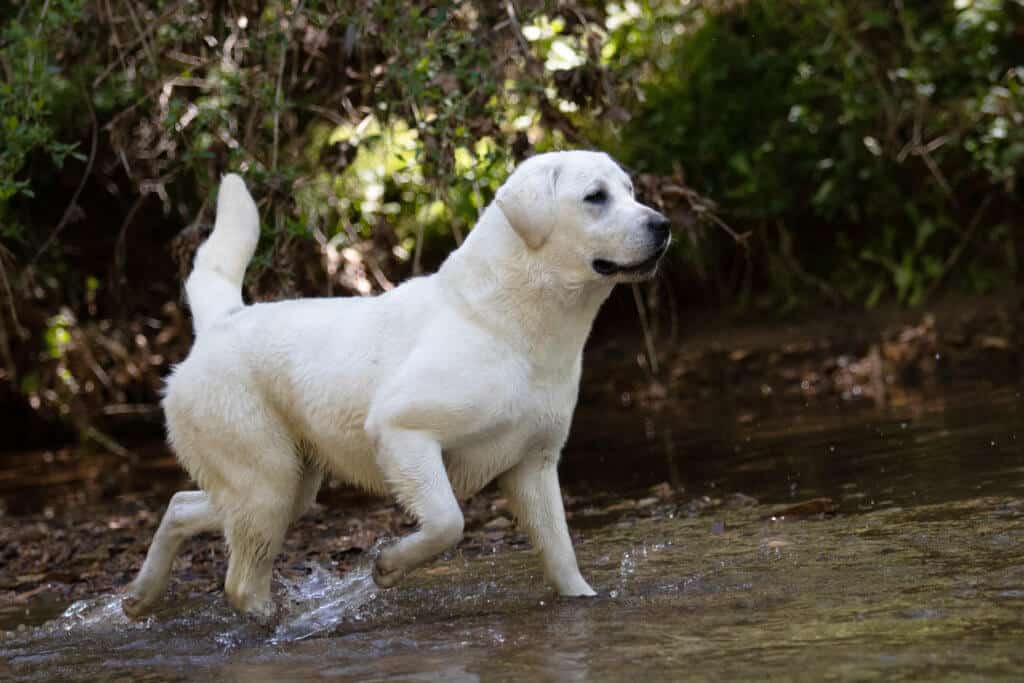 English Lab running in water