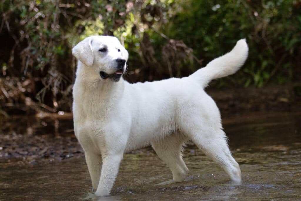 English Lab standing in water