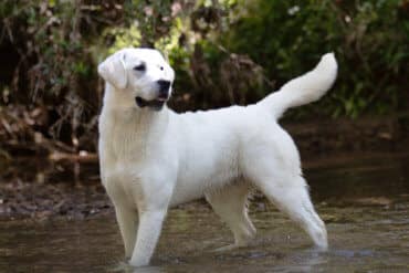 English Lab standing in water