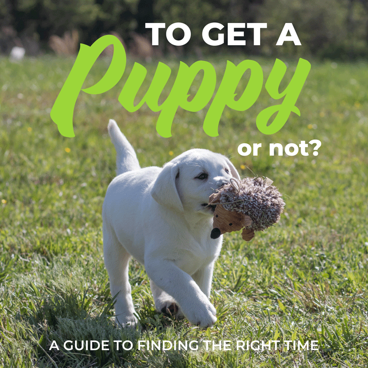 cute puppy running through a field